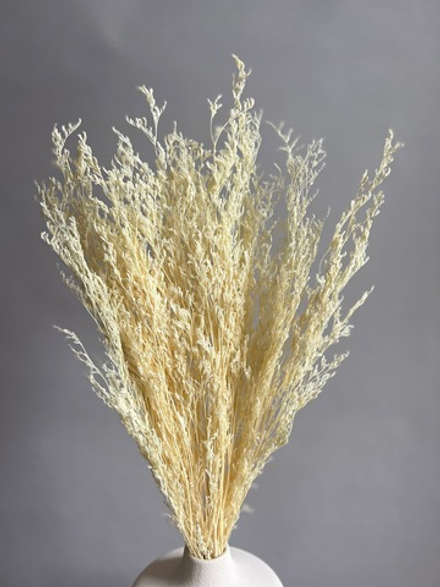 Кермек молочный