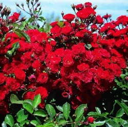 Роза на штамбе Скарлет Мейланд декор (Scarlet Meillandecor) 90-100 см. Закупка М34 ЗАМЕНА