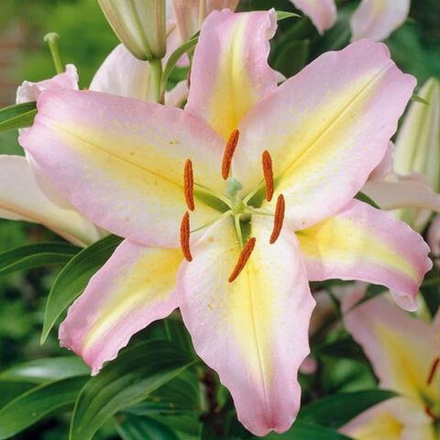 Лилия Фокус Покус восточная