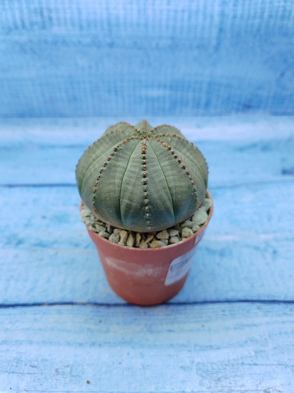 Euphorbia Obesa (Эуфорбия)