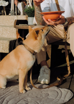 Тревел-Коврик "Пони-Роллони"