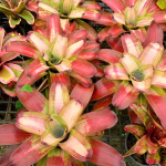 Неорегелия FANCY FRANCIS