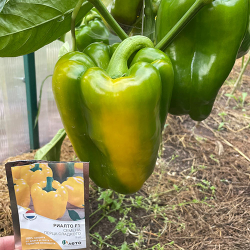 Cемена перца сладкого Риалто F1, Nunhems, 5 шт.