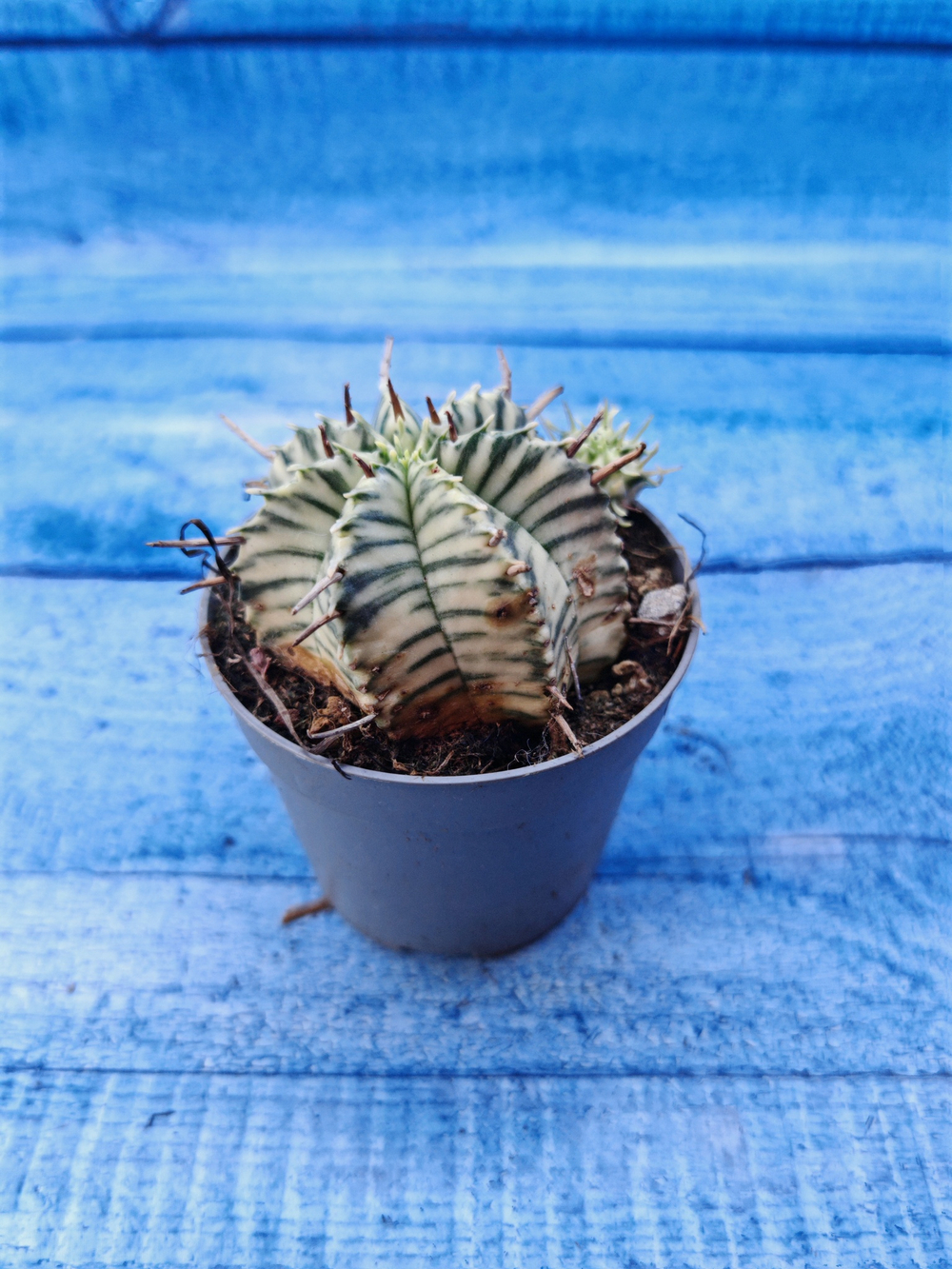 Euphorbia meloformis f. Variegated (Эуфорбия вариегатная)
