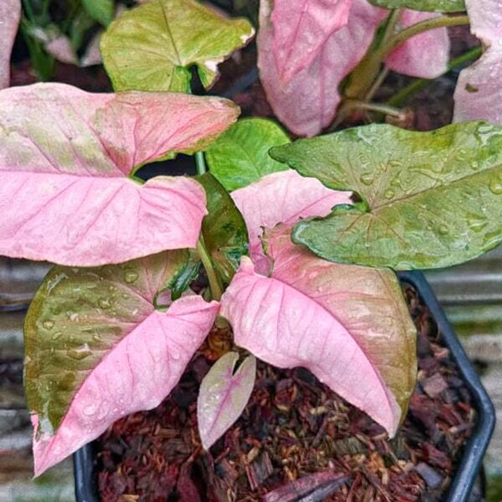 Сингониум CHRISTMAS VAR