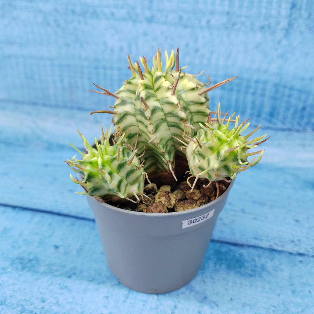 Euphorbia meloformis f. Variegated (Эуфорбия вариегатная)