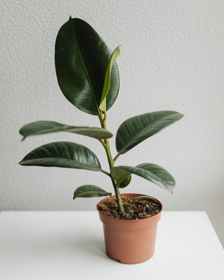 Фикус Эластика