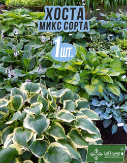 Хоста Корневище, Микс сортов, 1 шт.