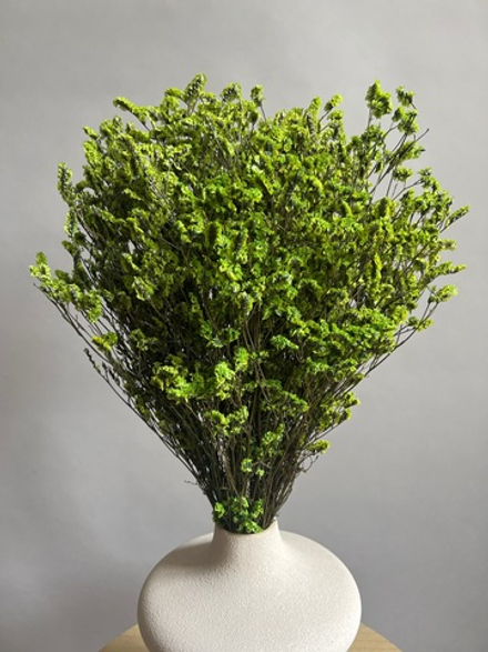 Лимониум стабилизированный зеленый