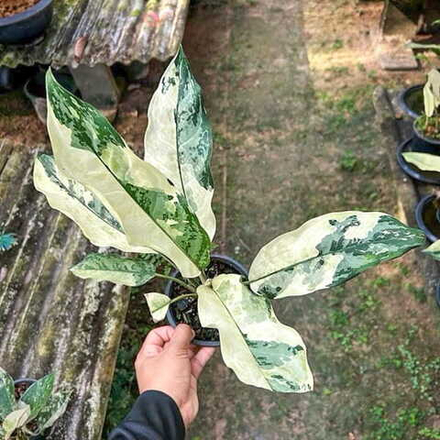 Аглаонема MANILA VAR