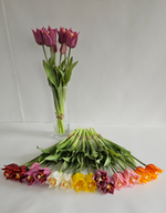 Тюльпаны лилиецветные / Арт 2523