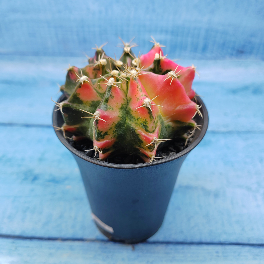 Gymnocalycium Variegata (Гимнокалициум Вариегатный)