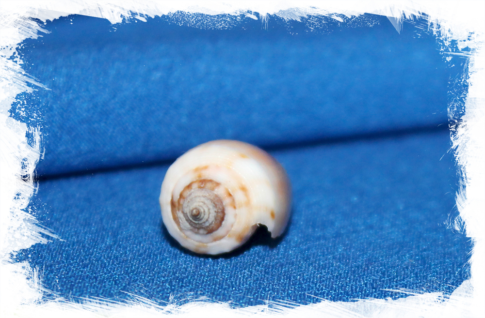 Конус магус каринатус (Conus magus carinatus) 1,5 - 2 см.