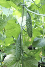 Эстафета F1 семена огурца пчелоопыляемого (Гавриш)