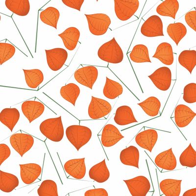 Физалис на белом фоне.