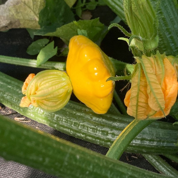 САННИ ДЕЛАЙТ F1 семена патиссона (Seminis | Alexagro) – фото 2