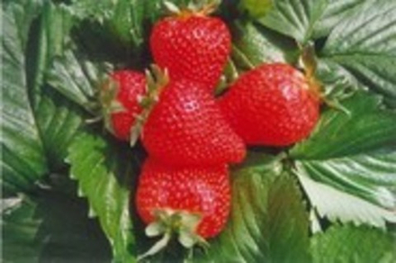Земляника средняя Ароза Р9