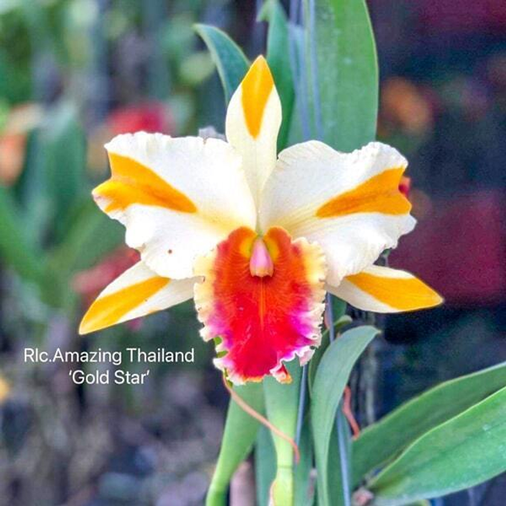 Орхидея ринхолелиокаттлея RLC. AMAZING THAILAND 'GOLD STAR'