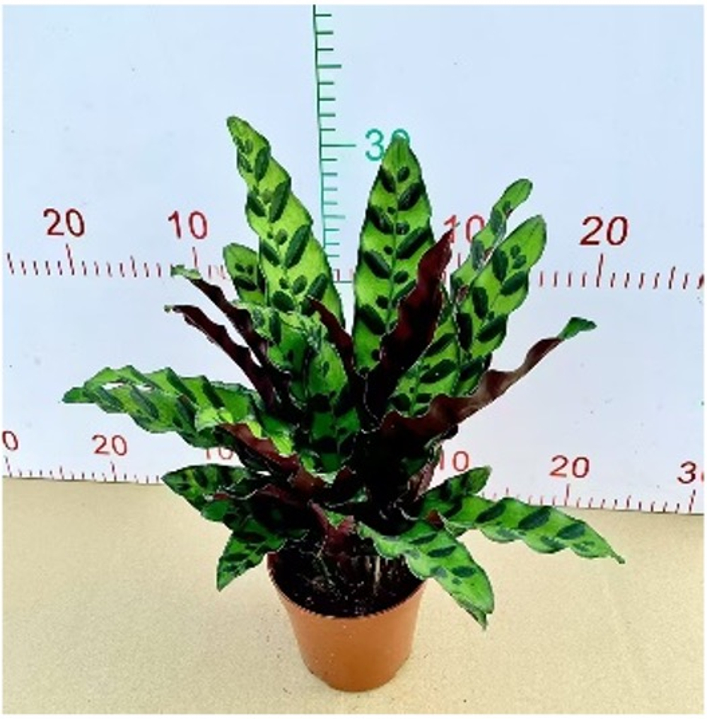 Калатея Leopard Pattern д.11