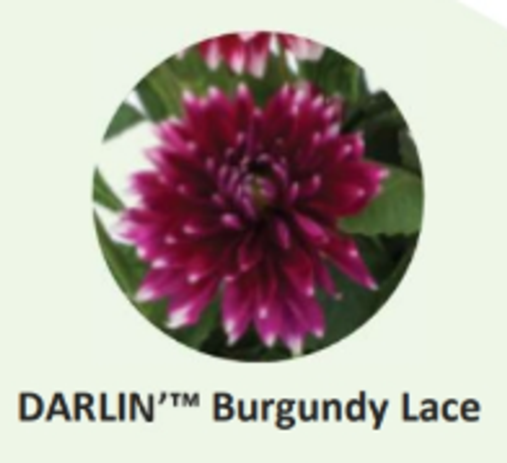ЕВРО Георгина Darlin Burgundy Lace укорененный ЕВРО черенок НАЧАЛО ЯНВАРЯ поставка 5