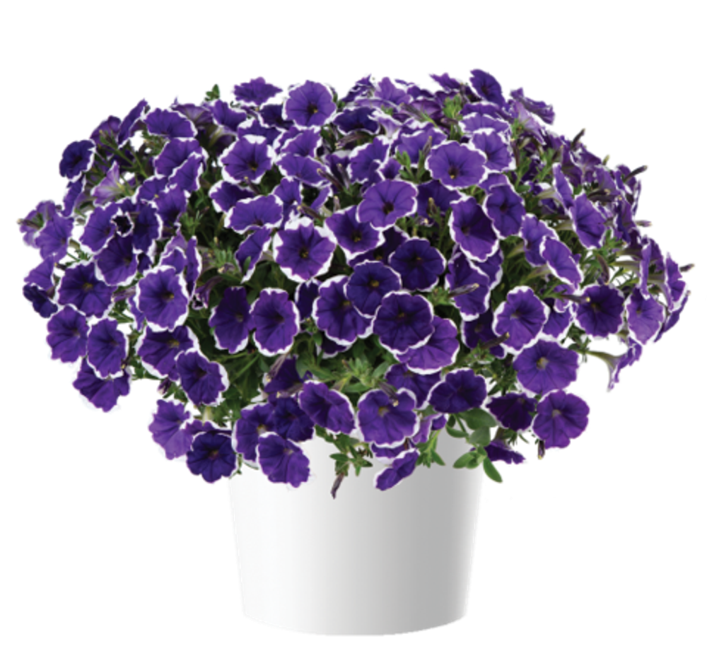 Петуния Cascadias Rim Violet