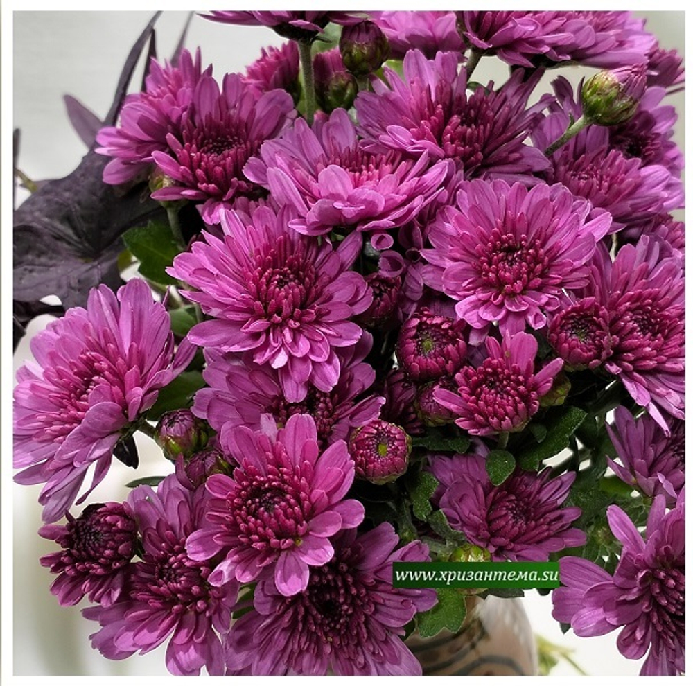 Хризантема мультифлора Bransound Purple м. 179(отгрузка май 2025г)