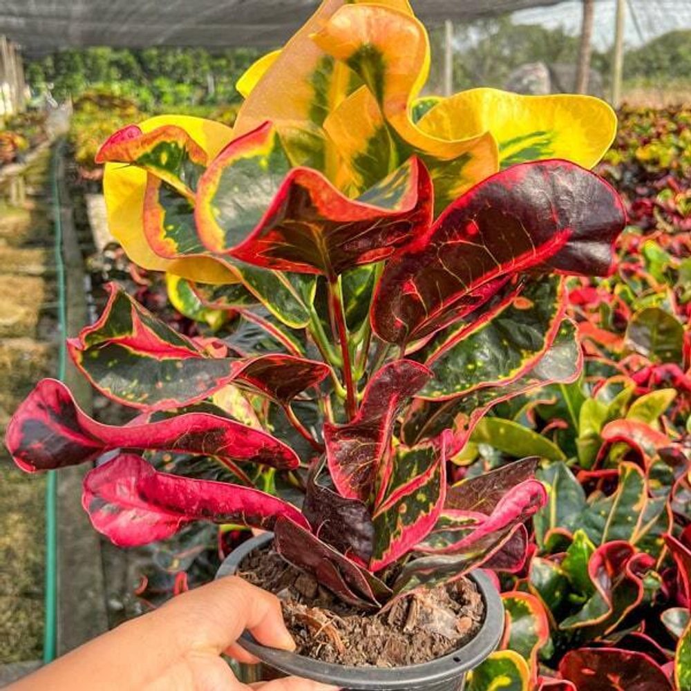 Кротон CHOK UDOMSAP