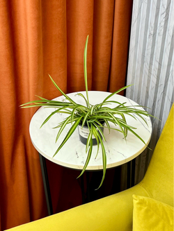 Хлорофитум пестрый, D9см Н15см, 1шт, Urban Jungle