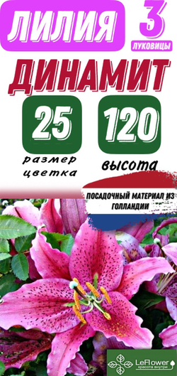 Лилия Луковица, Динамит, восточная, разбор 22/24, 3 шт