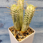 Euphorbia Mammillaris Variegata (Эуфорбия)
