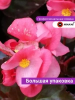 Бегония Вариация тёмно-розовая F1 зеленый лист семена 30шт
