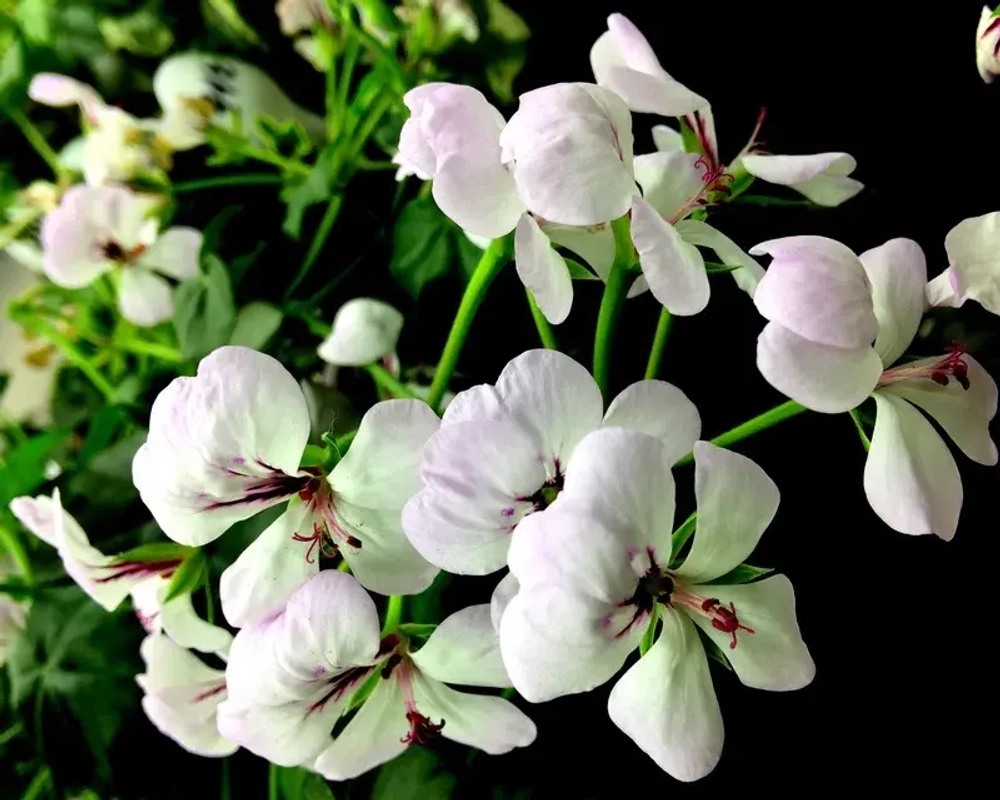 Пеларгония плющелистная Toscana Balcon Polar