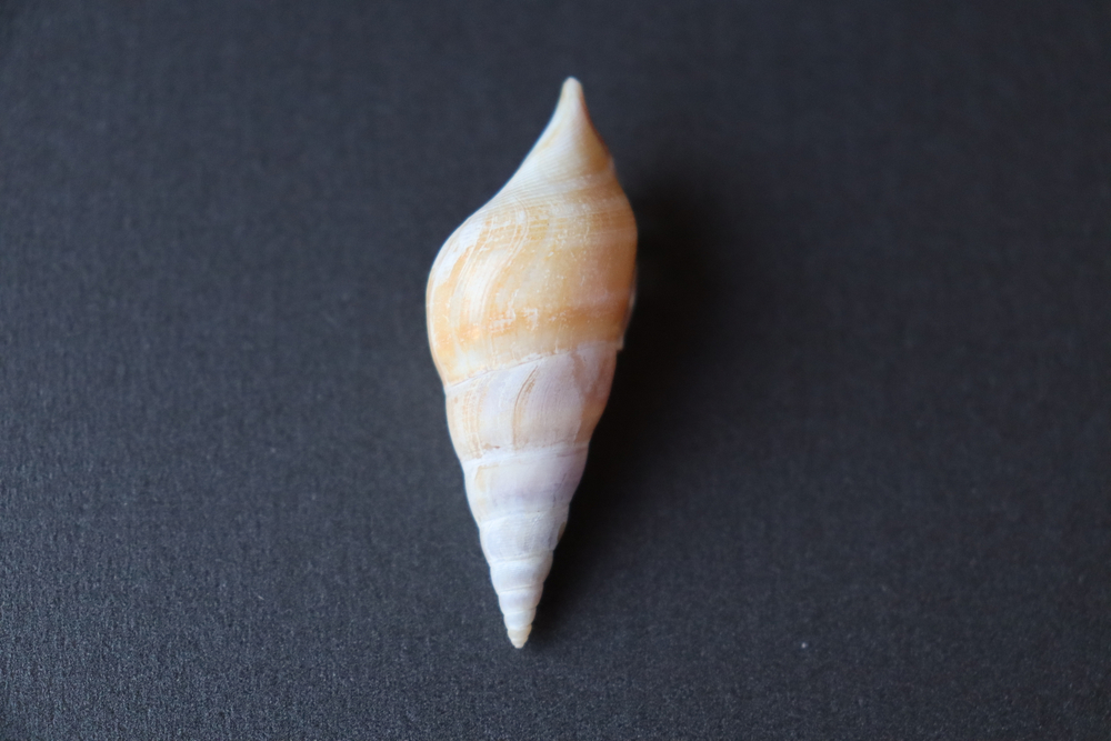 Ракушка тибия деликатула (Rostellariella delicatula)