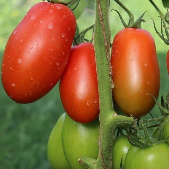 Сэр Элиан F1 семена томата индетерминантного (Vilmorin / ALEXAGRO) культура – фото 3
