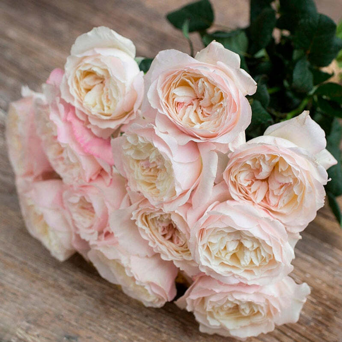 Кейра — букет английских роз Дэвида Остина