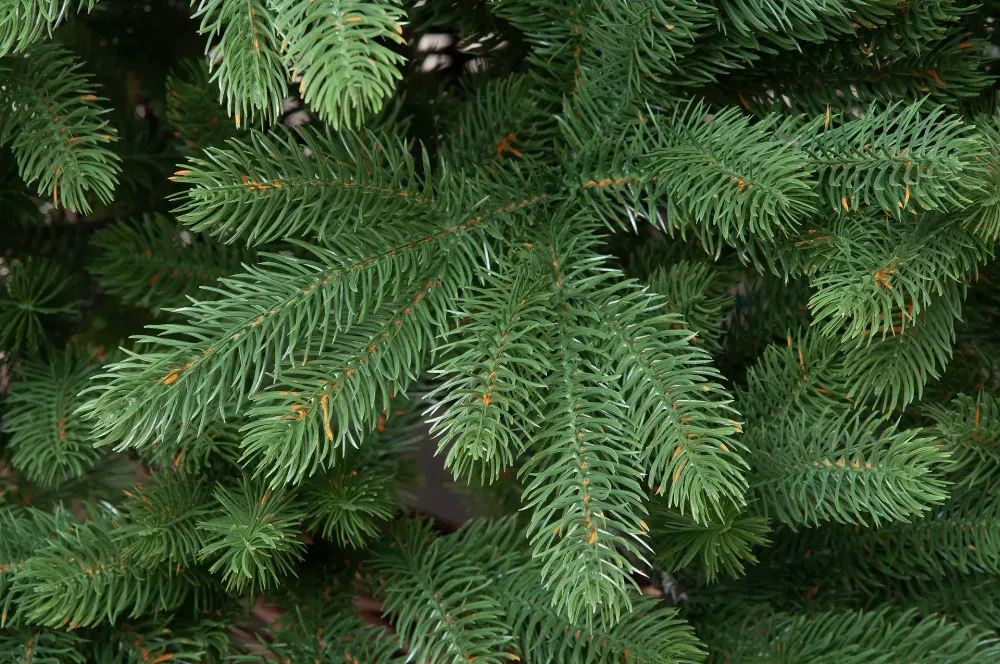 Ель искусственная «Олимпия» (Литая хвоя) 240 см / 2.4 м