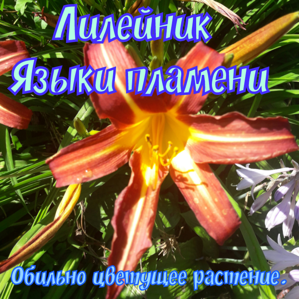Лилейник Языки Пламени