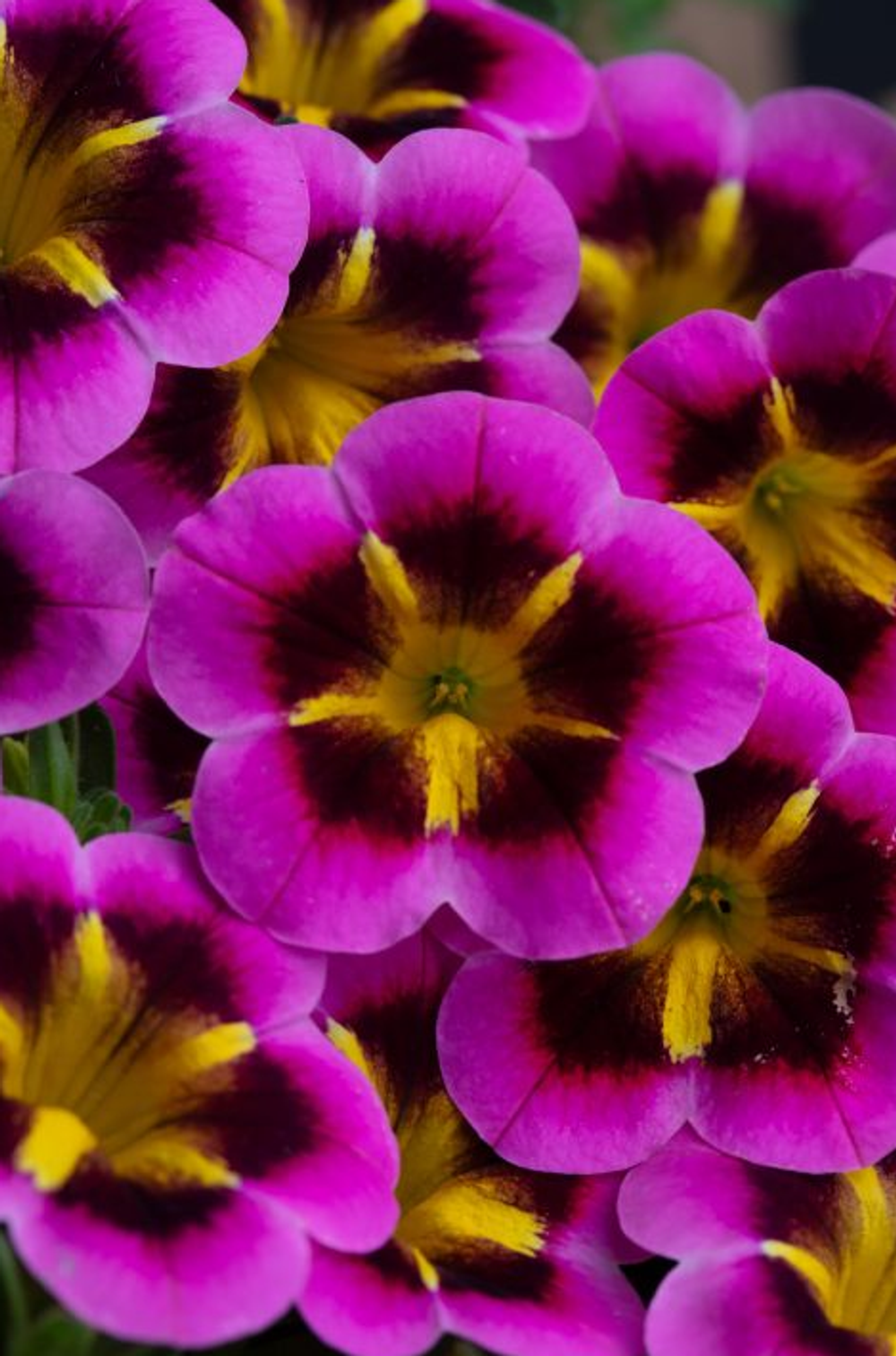 ЕВРО Калибрахоа Caliloco Starfire Fuchsia НЕукоренный черенок (срезы) 10шт НОЯБРЬ