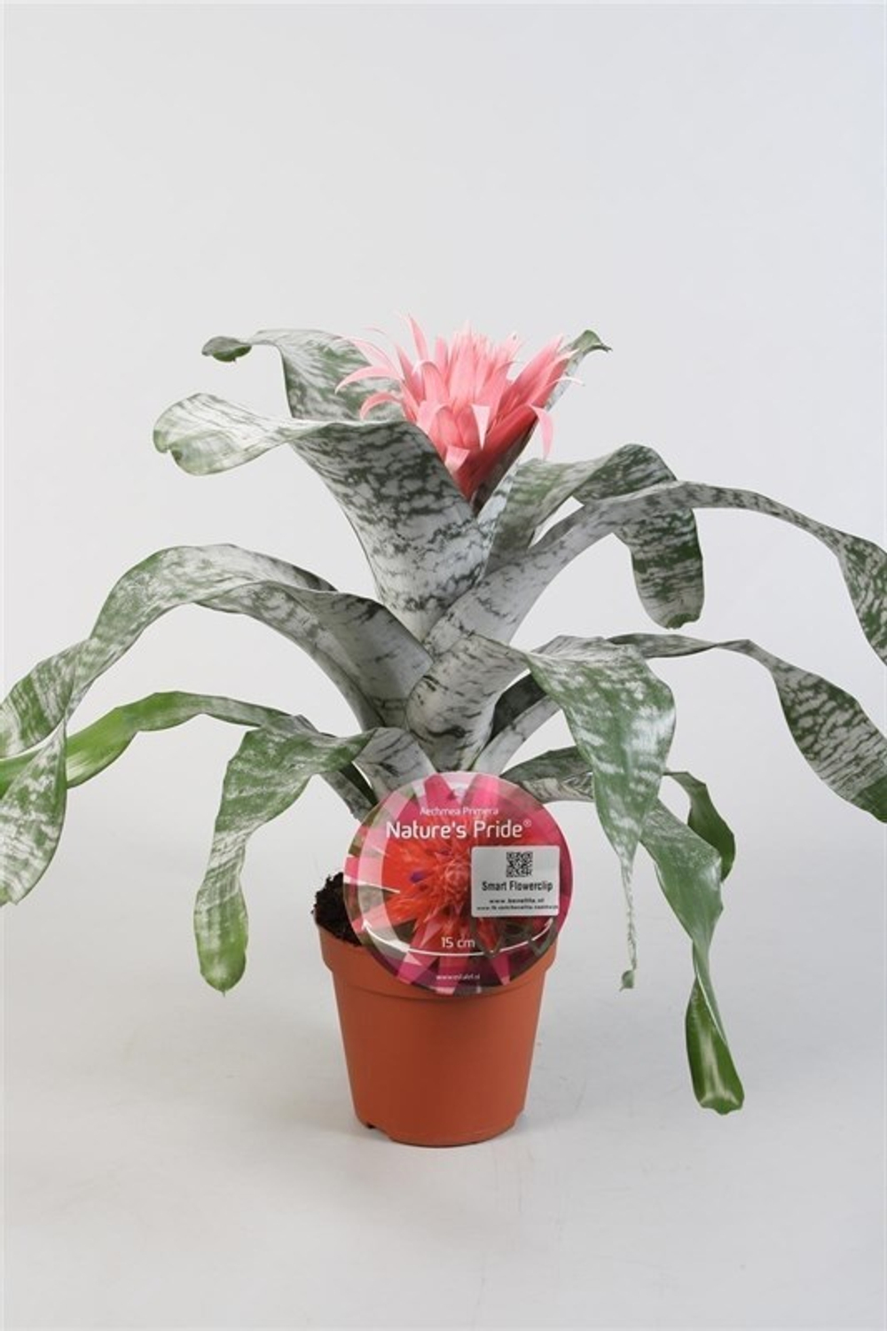 Эхмея (Бромелия)