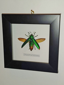 Жук Златка Chrysochroa fulminans в рамке