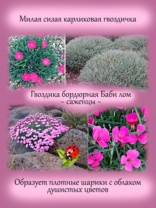 Гвоздика Баби Лом сизая бордюрная многолетняя