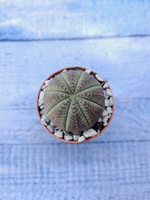 Суккулент Euphorbia Obesa (Эуфорбия)