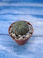 Euphorbia Obesa (Эуфорбия)