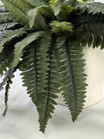 Папоротник Бостон диаметр 65 см