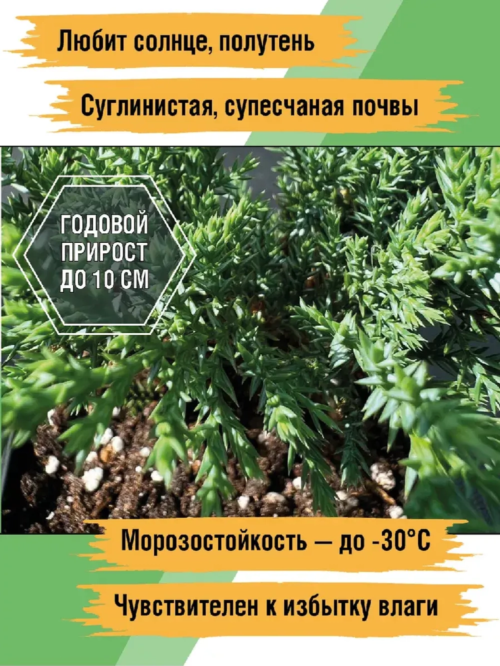 Саженец Можжевельник казацкий хвойный Тамарисцифолия