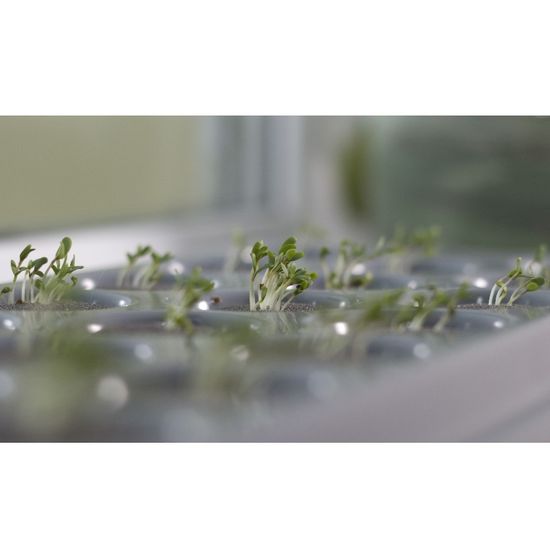 Гидропонная установка Здоровья КЛАД Домашняя чудо-грядка