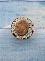 Lithops sp. (Литопсы)
