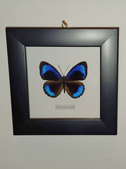 Бабочка Eunica eurota в рамке
