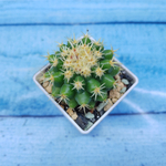 Echinocactus Brevispinus (Эхинокактус)