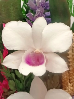 натуральные цветы в стекле, вакуум